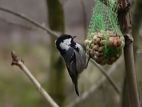 20060212_zwarte mees_Overloon